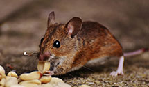 24 Hour & Emergency Exterminators in Canyon Dam, CA